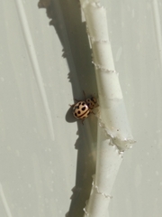 Tytthaspis sedecimpunctata