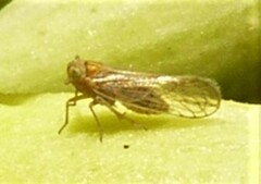 Delphacidae