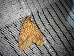 Barsine striata