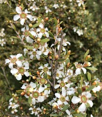 Leptospermum coriaceum