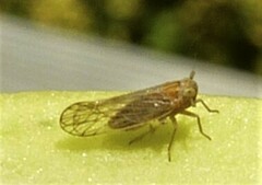 Delphacidae