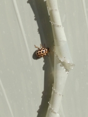 Tytthaspis sedecimpunctata