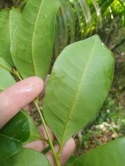 Dysoxylum pachyphyllum
