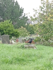 Corvus