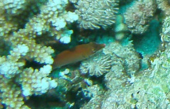 Pseudocheilinus evanidus