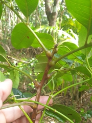 Dysoxylum pachyphyllum