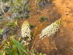 Grevillea exul