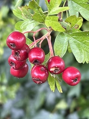 Crataegus laevigata