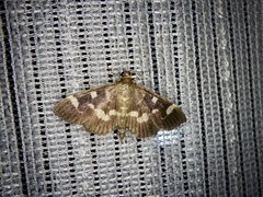 Herpetogramma luctuosalis