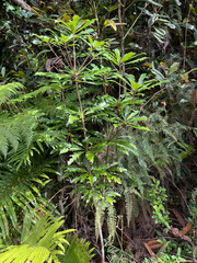 Pittosporum
