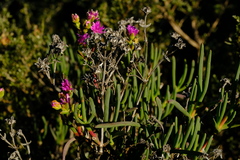 Ruschia extensa