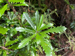 Pittosporum