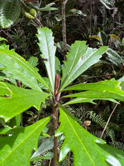 Pittosporum