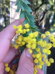 Acacia acinacea