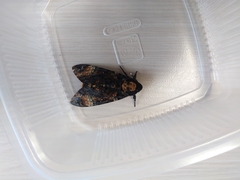 Acherontia atropos