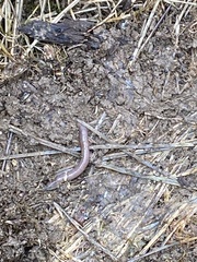 Lumbricus terrestris