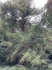 Larix decidua