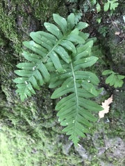 Polypodium