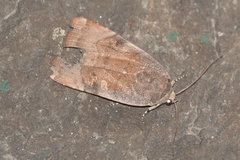 Noctua janthina