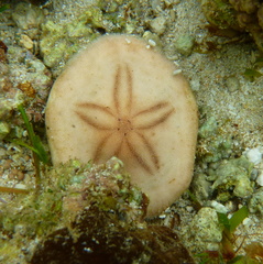 Jacksonaster depressum