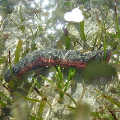 Holothuria edulis