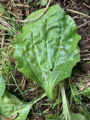 Golovinomyces sordidus