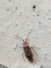 Pantilius tunicatus