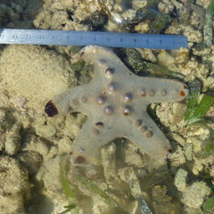 Protoreaster nodosus