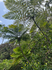 Cyathea