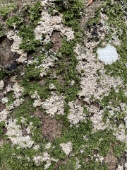 Tortula muralis