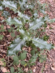 Ilex