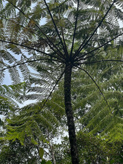 Cyathea