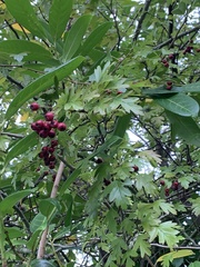Crataegus laevigata