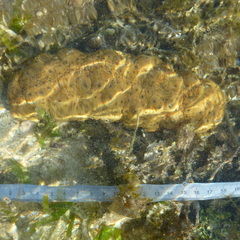 Stichopus herrmanni