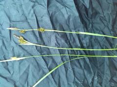 Carex hostiana
