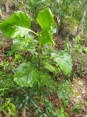 Atractocarpus stipularis