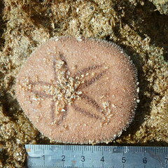 Jacksonaster depressum