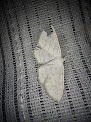 Scopula floslactata