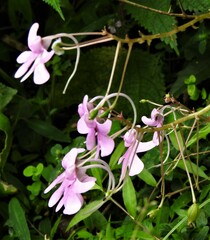 Impatiens scapiflora