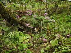 Impatiens scapiflora