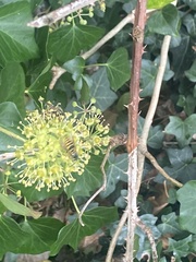 Dolichovespula sylvestris