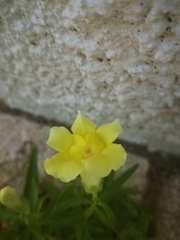 Antirrhinum majus