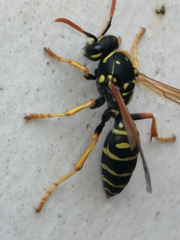Polistes nimpha