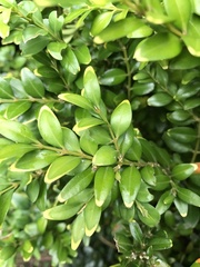 Buxus