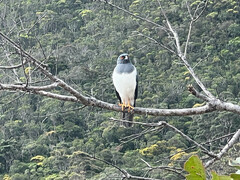 Accipiter haplochrous