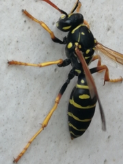 Polistes nimpha