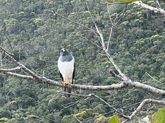 Accipiter haplochrous