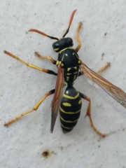 Polistes nimpha
