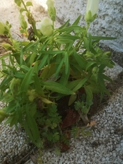 Antirrhinum majus