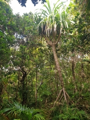 Pandanus forsteri